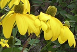Rudbeckia nitida